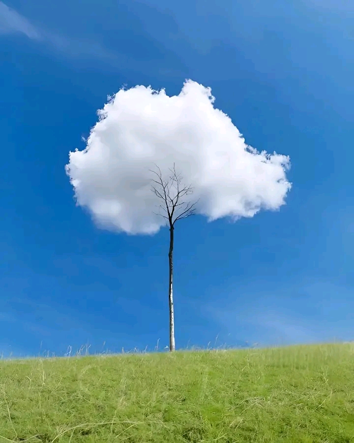 Cloud Tree 🌲